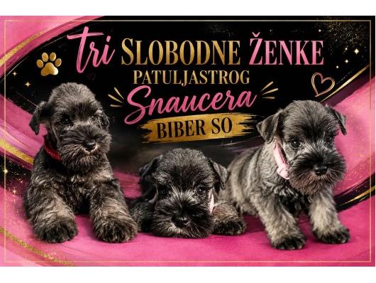 Patuljasti Šnaucer Biber So
